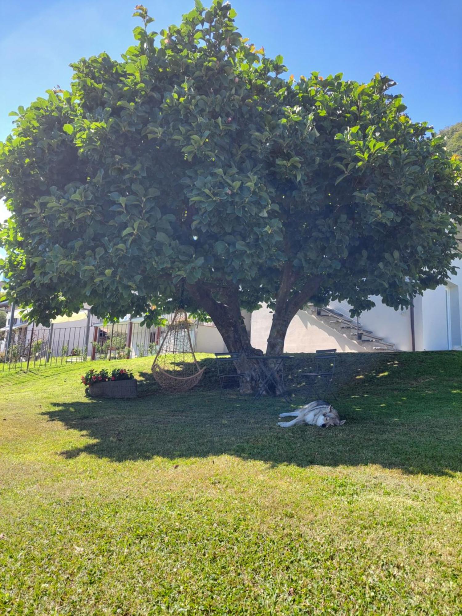Casa Vacanze Perla Del Lago Domaso Εξωτερικό φωτογραφία